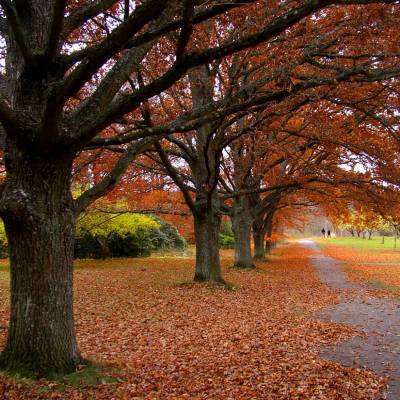 قهوه اسپشیالتی