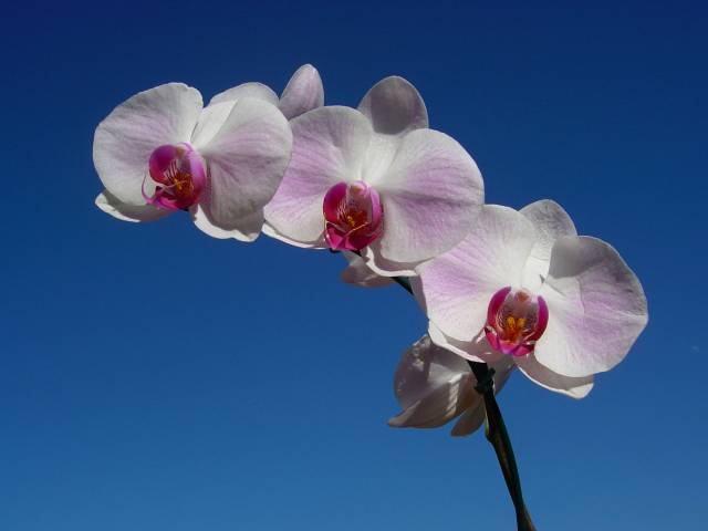 قهوه بلند (ترکیبی)