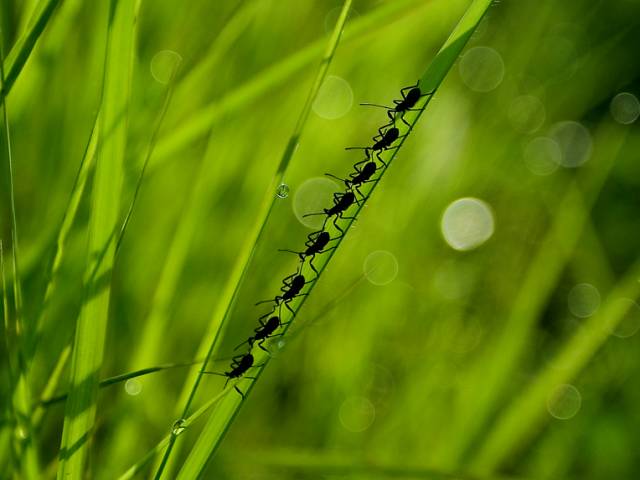 قهوه برشته مانند