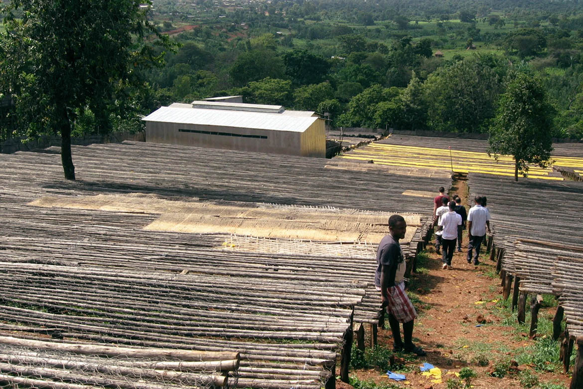 خرید قهوه اسپشیالتی از کشاورز قهوه اسپشیالتی بنام آسناکش توماس در آمارو گایو اتیوپی Asnakech Thomas in Amaro Gayo Ethiopia