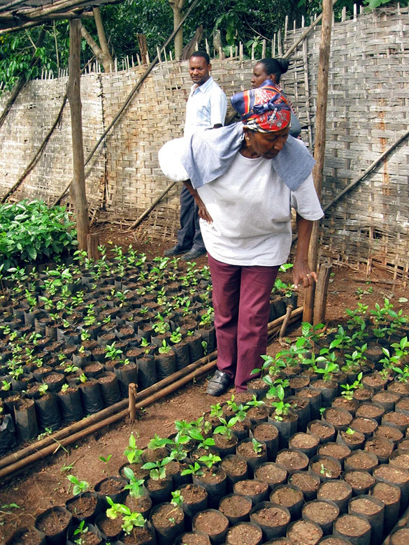 خرید قهوه اسپشیالتی از کشاورز قهوه اسپشیالتی بنام آسناکش توماس در آمارو گایو اتیوپی Asnakech Thomas in Amaro Gayo Ethiopia خرید قهوه اسپشیالتی از کشاورز قهوه اسپشیالتی بنام آسناکش توماس در آمارو گایو اتیوپی Asnakech Thomas in Amaro Gayo Ethiopia