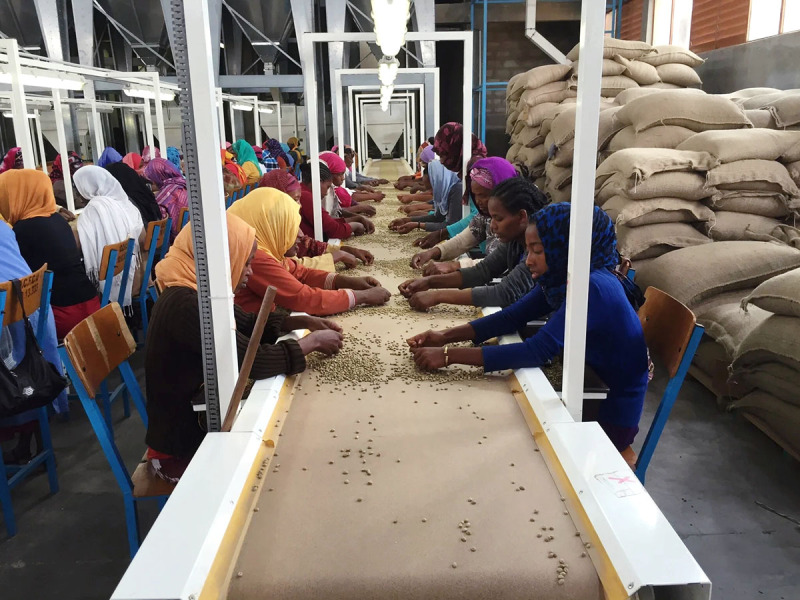 خرید قهوه اسپشیالتی از کشاورز قهوه اسپشیالتی بنام آسناکش توماس در آمارو گایو اتیوپی Asnakech Thomas in Amaro Gayo Ethiopia خرید قهوه اسپشیالتی از کشاورز قهوه اسپشیالتی بنام آسناکش توماس در آمارو گایو اتیوپی Asnakech Thomas in Amaro Gayo Ethiopia