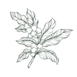 قهوه مناسب شیر