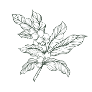 قهوه مناسب شیر